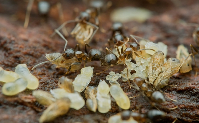 Caribbean crazy ants (Nylanderia pubens) PHOTO: ABDUL LATIF / ISTOCK / GETTY IMAGES PLUS / GETTY IMAGES