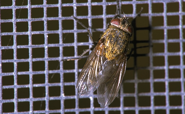 Common cluster fly (Pollenia rudis) PHOTO: © GENE WHITE