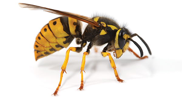 German yellowjacket (Vespula germanica) PHOTO: © GENE WHITE