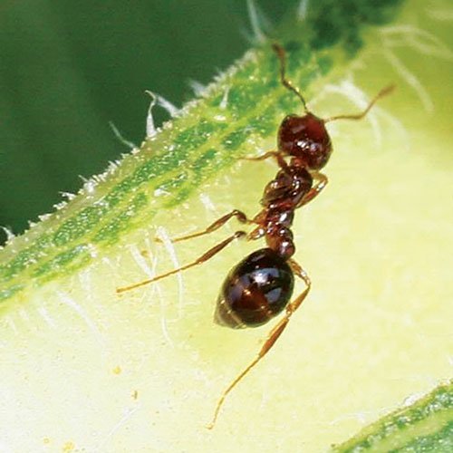 Red imported fire ant (Solenopsis invicta, or RIFA). (Photo: Russ Ottens, University of Georgia, Bugwood.org)