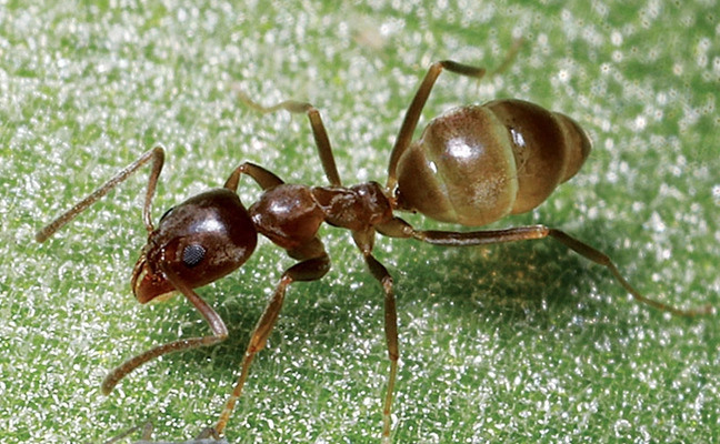 Argentine Ant