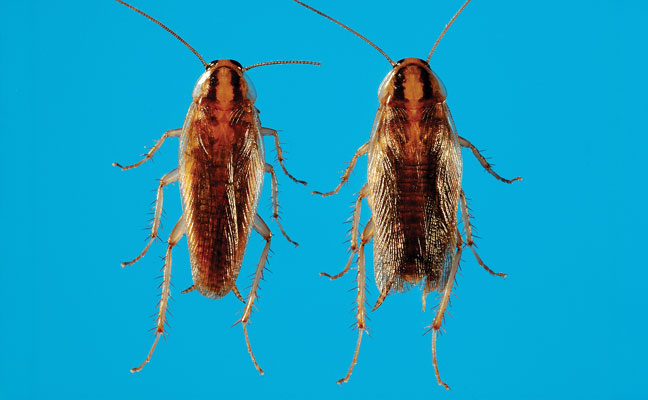Asian cockroaches (Periplaneta japonica) (Photo: Gene White)