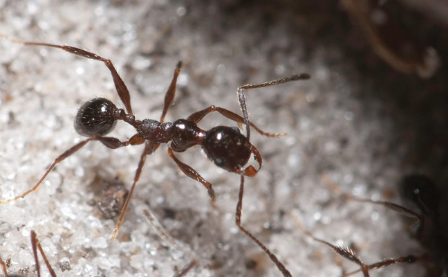 Big-Headed Ant