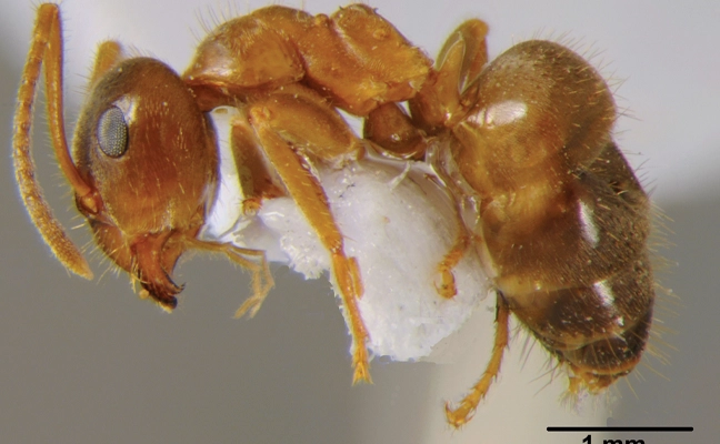 Central European Ant