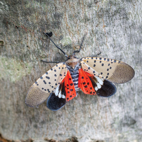 Spotted lanternfly (Lycorma delicatula, or SLF). (Photo: arlutz73 / iStock / Getty Images Plus / Getty Images)