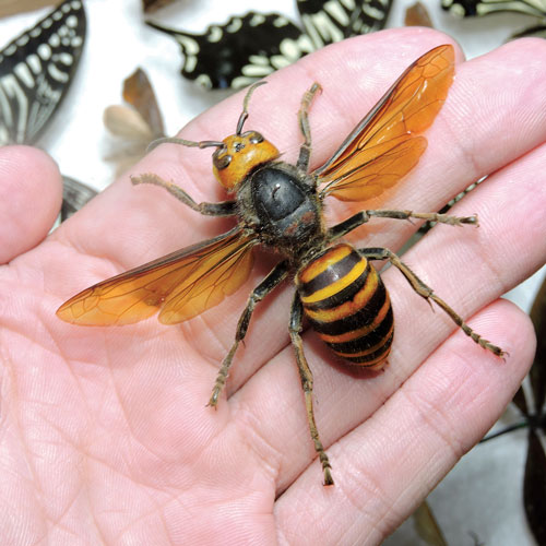 Northern giant hornet  (Vespa mandarinia). (Photo: Getty Images: Bruno Uehara / iStock / Getty Images Plus)