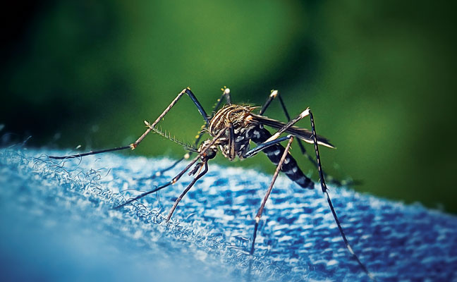 Asian bush mosquito (Aedes japonicus). (Photo: FrankRamspott / iStock / Getty Images Plus)