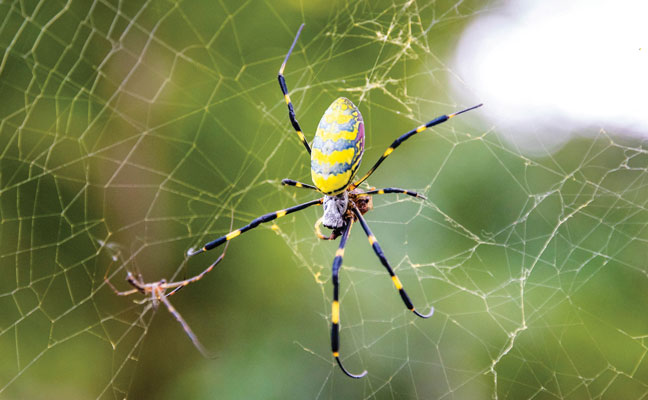 Joro spider (Trichonephila clavata). (Photo: Getty Images: GummyBone / iStock / Getty Images Plus)