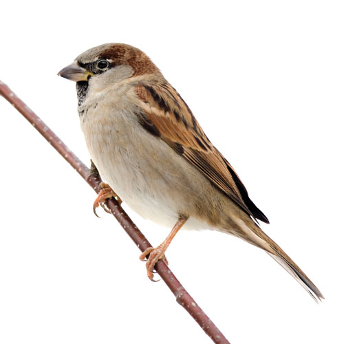 House sparrow (Passer domesticus). (Getty Images: GlobalP / iStock / Getty Images Plus, Andrew_Howe / E+)