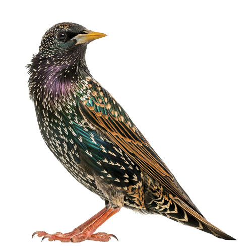 Starling (Sturnus vulgaris). (Getty Images: GlobalP / iStock / Getty Images Plus, Andrew_Howe / E+)