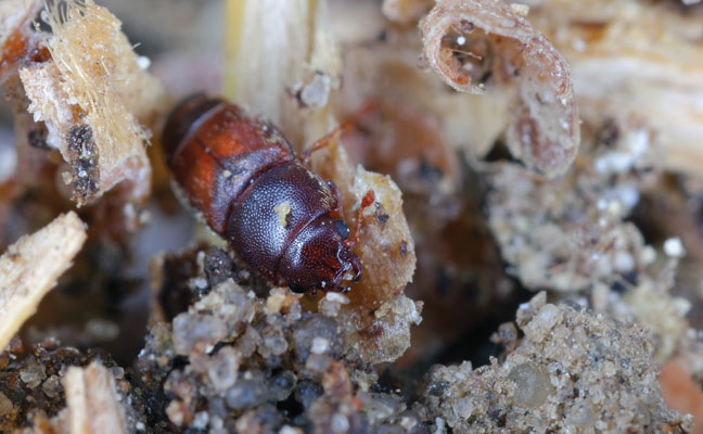 Australian dried fruit beetle (Carpophilus truncatus). (Photo: Tomasz Klejdysz / iStock / Getty Images Plus)