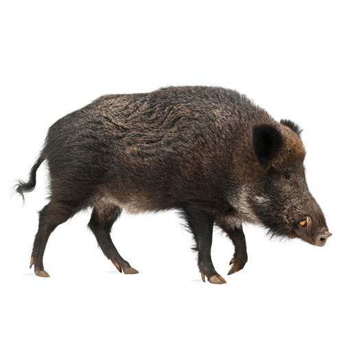 Wild boar (Sus scrofa). (Photo: Getty Images: GlobalP / iStock / Getty Images Plus)