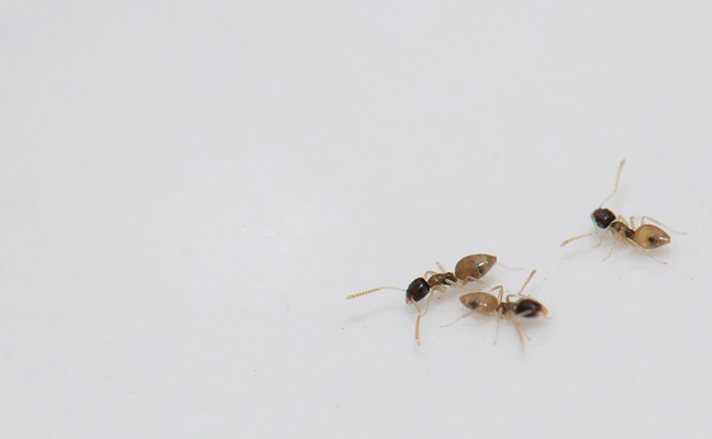 Ghost Ant