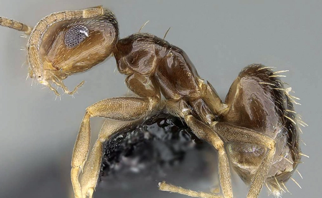 Rover Ant