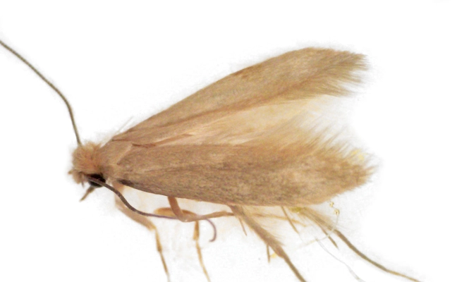 Adult Webbing Clothes Moth
