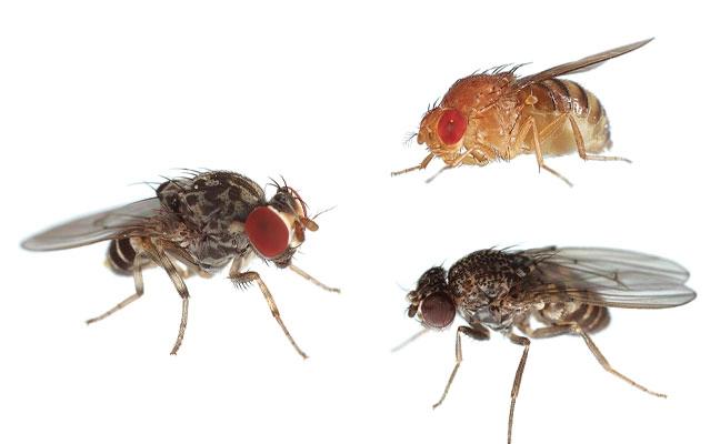 Fig. 1. Meet some pest drosophilids: Phortica variegata (left), a red-eyed Drosophila sp. 
(top right), and the dark-eyed Drosophila repleta (bottom right).