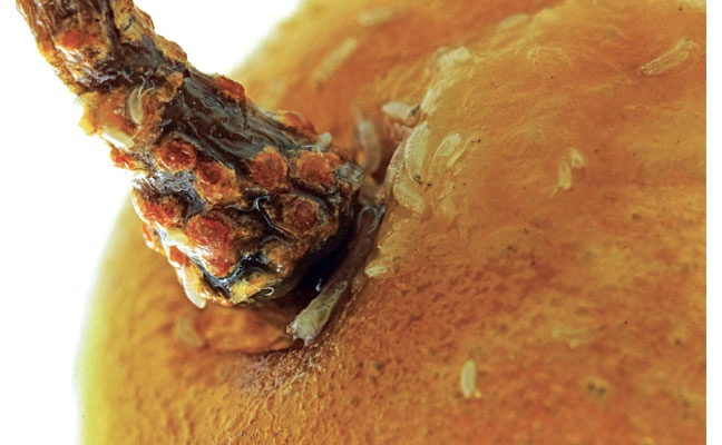 Fig. 2. The eggs and early larval instars of a red-eyed Drosophila sp. infest an overripe green table grape.