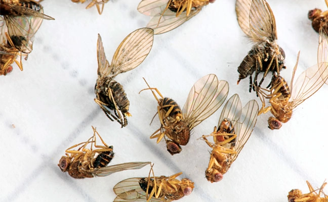 Fig. 3. Despite the reddish hue to the eyes of these Drosophila sp., their feeding habits were decidedly dark. Notice the company they kept: These drosophilids and drain flies (Psychodidae) were both emerging from an oversized lift station in an office building that pumped raw sewage away from the bathrooms.