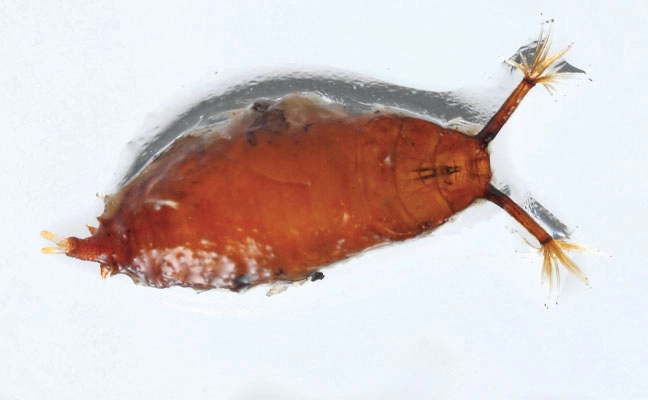 Fig. 4. A pupa of Drosophila repleta shows its extended anterior breathing tubes, which allow it to remain 
in wet areas to complete 
its life cycle.