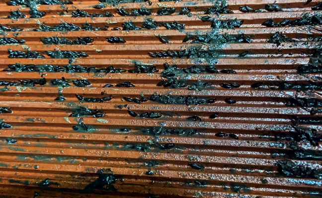 Fig. 5. Hundreds of dark-eyed vinegar fly pupae were packed along the ribbing under this loose floor tile in the dishwashing area of a commercial restaurant.