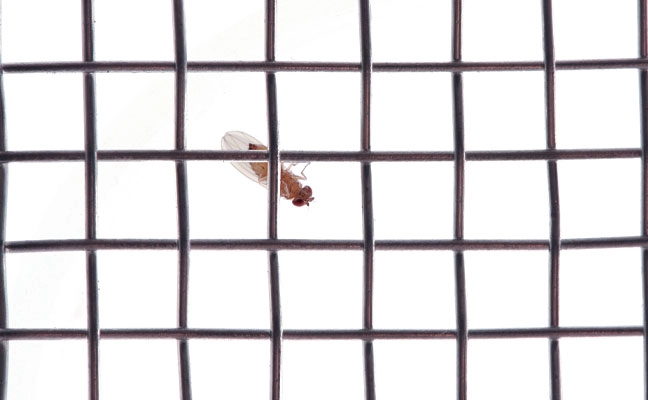 Fig. 7. A small Drosophila species contemplates the ease of getting through 
this #10 mesh screen (10 wires per inch).  
