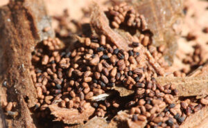 IMAGE: Western Drywood Termite Frass