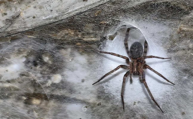 A barn funnel weaver or domestic house spider (Tegenaria domestica) in Sulfur Cave. (Image credit: Urak et al. 2025, Subterranean Biology (CC BY 4.0))