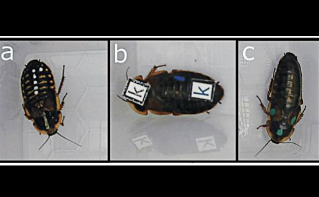 IMAGE: UNIVERSITY OF ABERDEEN