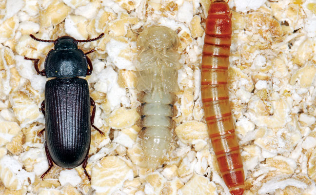 From left are the adult, pupal and larval stages of Tenebrio molitor.
IMAGE: GettyImages / Tomasz Klejdysz