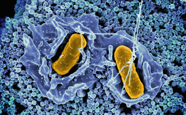 Credit: NIAID https://www.flickr.com/photos/niaid/51316924335/