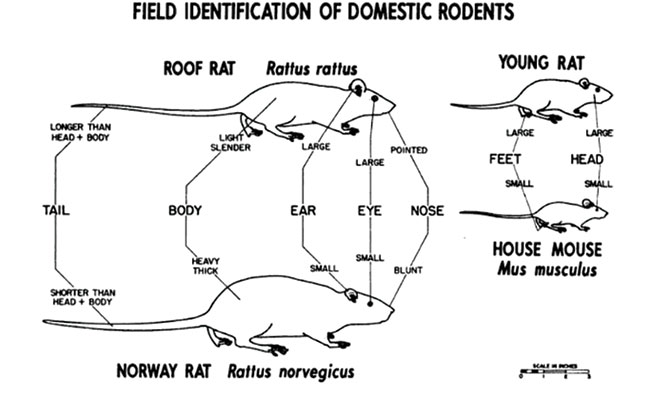 Fig. 1. Field identification of commensal rodents.
 Information adapted from Brown, R.Z. (1960). “Biological factors in domestic rodent control 
(No. 773).” US Communicable Disease Center