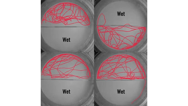 Movement traces of bed bugs in the experiment, recorded using an infrared camera under infrared illumination. It is clear the insects avoid the wet surfaces. (IMAGE: Jorge Bustamante, Jr. /Dong-Hwan Choe/ UCR)