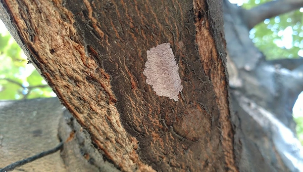Spotted Lantern Fly eggmass. IMAGE: INDIANA DNR