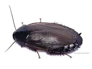 Adult Surinam cockroach IMAGE: BOB GILBERT