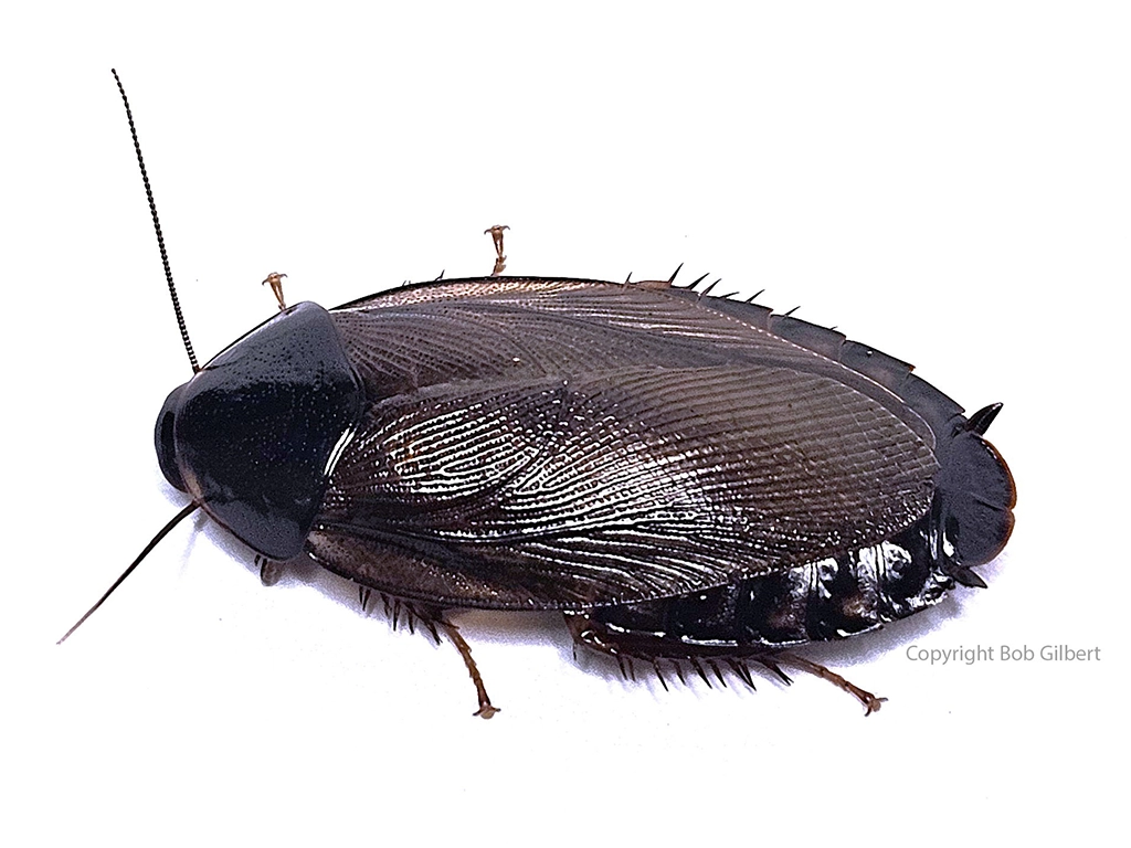 Adult Surinam cockroach IMAGE: BOB GILBERT