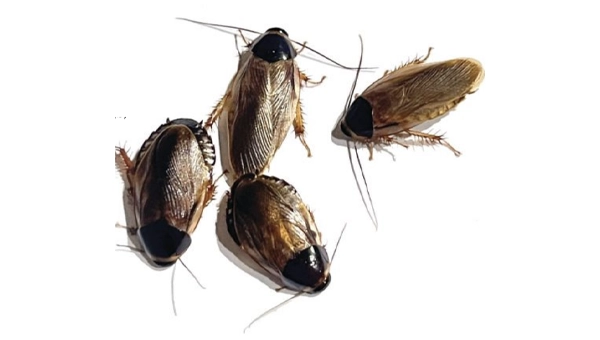 The Indian cockroach (Pycnoscelus indicus) is the progenitor, or ancestor species of
the Surinam cockroach. Females of the two species look virtually identical, as seen
by the two individuals on the left. The two male individuals (right) have longer wings
and, unlike the rare male Surinam cockroach, these Indian males are fertile. IMAGE: KYLE KANDILIAN, ROACHCROSSING.COM