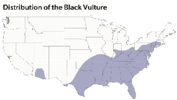 Fig. 1. Current year-round distribution of black vultures in the continental U.S. Their range seems to creep north each season.
SOURCES: BIRDLIFE INTERNATIONAL AND CORNELL LAB OF ORNITHOLOGY