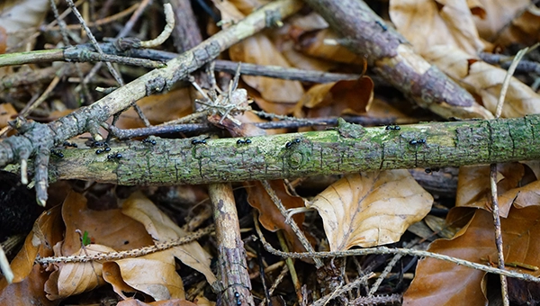 IMAGE: Pixabay / Hans