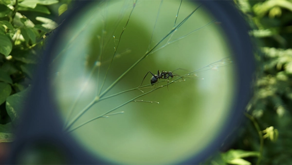 IMAGE: FREEPIK / Fernbank Museum