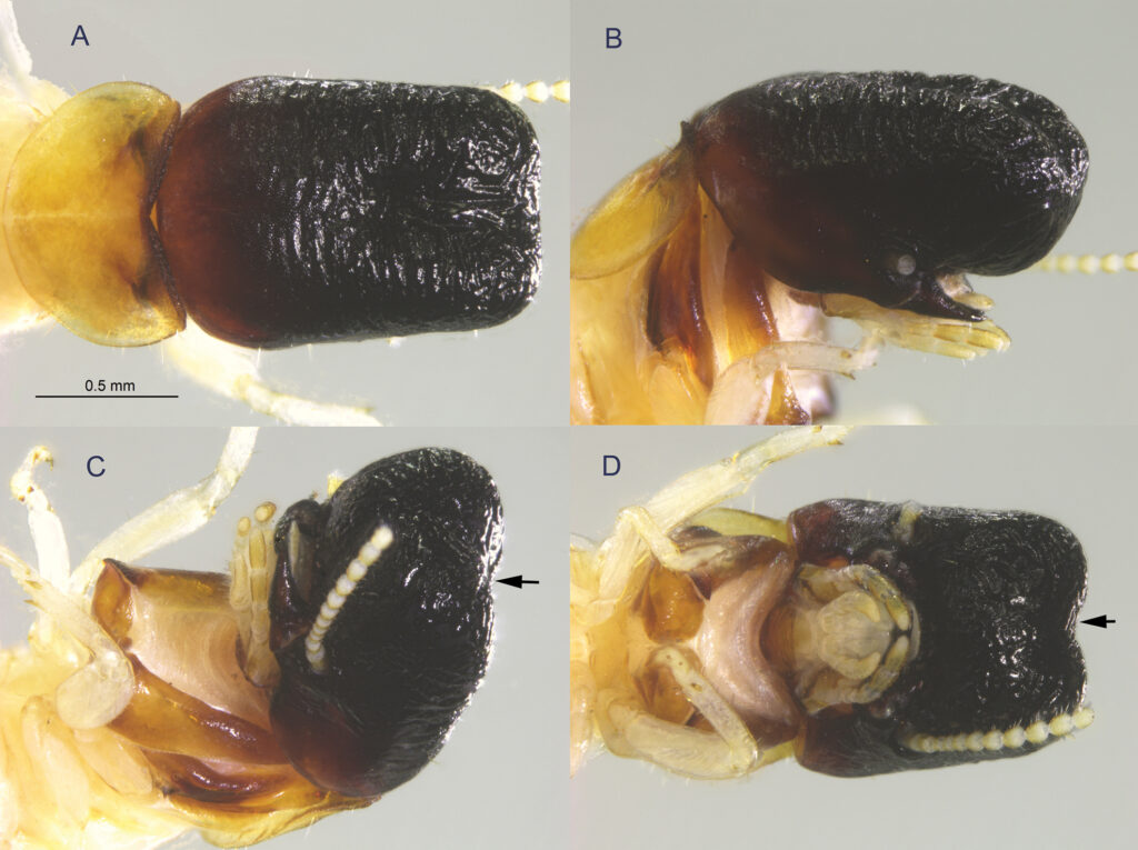 Cryptotermes mobydicki, "Moby Dick termite" IMAGE: RUDI SCHEFFRAHN