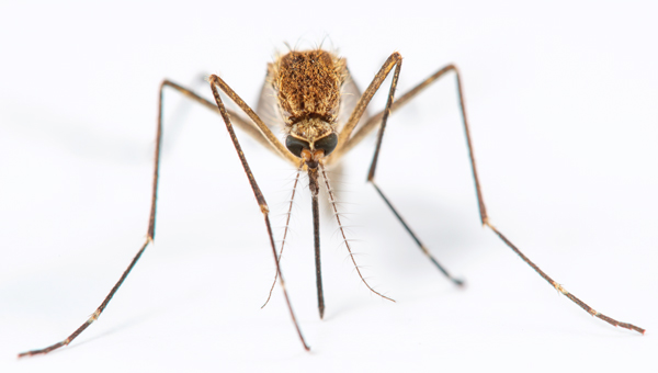 The snowmelt mosquito, Aedes (Ochlerotatus) excrucians (PHOTO: GENE WHITE)