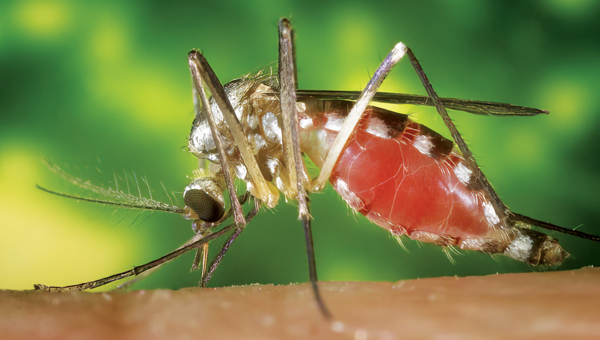 Eastern treehole mosquito (Aedes triseriatus) (PHOTO: JAMES D. GATHANY)