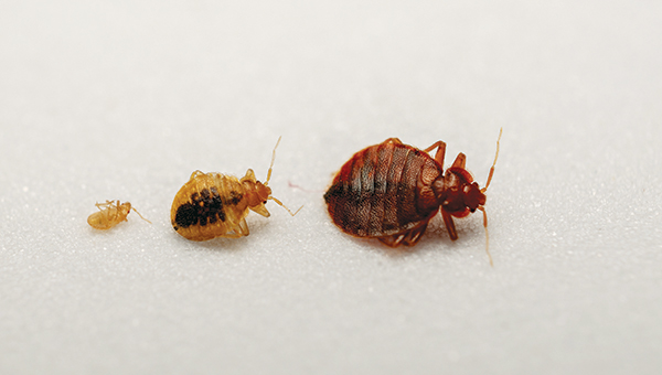 From left are first-instar nymph, fourth-instar nymph and bed bug adult. (Image: Photo: Daniel Tamas Mehes / iStock / Getty Images Plus / Getty Images)