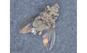 Raymond St. Leger image of a fly covered in fungus