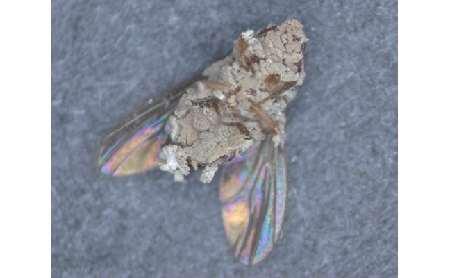 Raymond St. Leger image of a fly covered in fungus