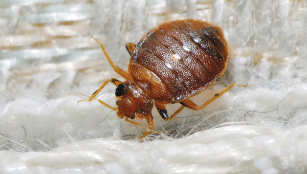 Adult common bed bug (Cimex lectularius) (PHOTO: © GENE WHITE)