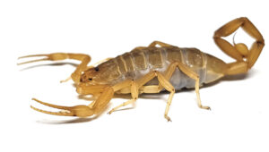 Arizona bark scorpion (Centruroides sculpturatus) [Image: BOB GILBERT, BCE, PHE, Blue Sky Pest Control]