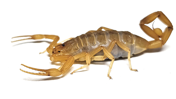 Arizona bark scorpion (Centruroides sculpturatus) [Image: BOB GILBERT, BCE, PHE, Blue Sky Pest Control]