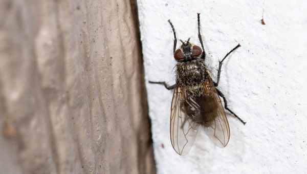 Cluster fly (Pollenia spp.) (PHOTO: GENE WHITE)