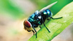 Adult New World screwworm (Cochliomyia hominivorax) (PHOTO: Lidya Elfa Sari / iStock / Getty Images Plus Getty Images)
